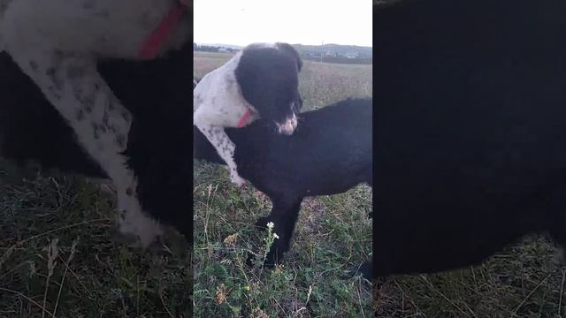 ЩЕНКИ АЛАБАЯ В ПИТ-КЕ ТААЖЫДАР (БАШКИРИЯ) смотреть онлайн