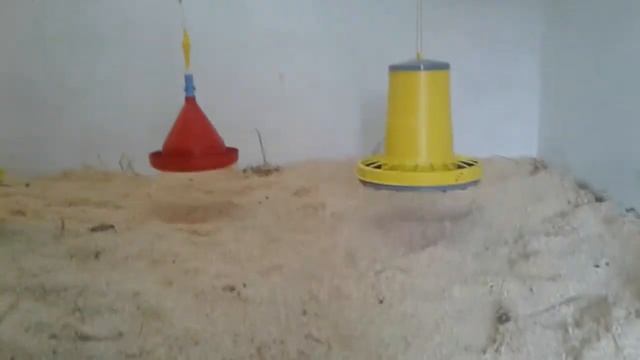 Супер кормушки поїлки для бройлерів смотреть онлайн