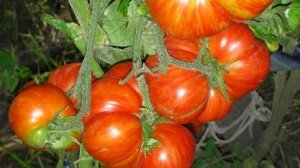 ТОМАТЫ - эти сорта не подвели
