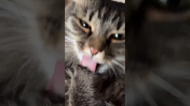 Чистюля кошка Муська #кошка #cat #кот смотреть онлайн