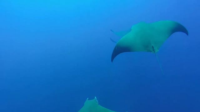 Dive with Manta Rays in Azores смотреть онлайн