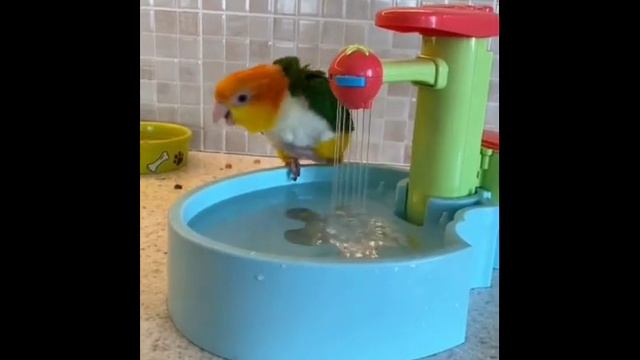 ✨ милые птички ✨ смотреть онлайн