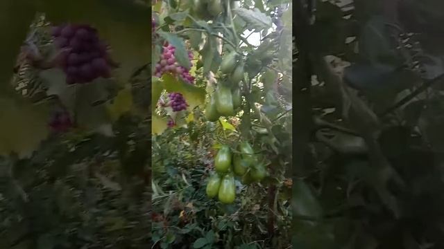 Сорт помидорів - Перцевидний смотреть онлайн