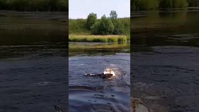Чеза потомок от Кнут 2 и Еста - Катя . смотреть онлайн