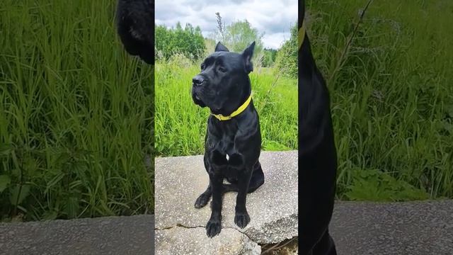 🧇 ГДЕ ПЕЧЕНЬКА? 🥯 Итальянка Кане корсо Инфинити Italiano Cane Corso Infiniti смотреть онлайн