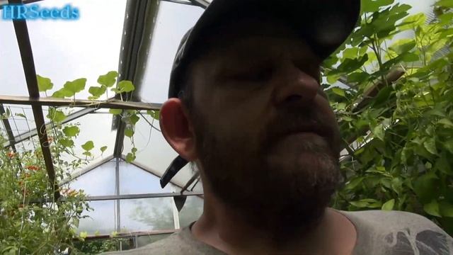 ⟹ Rocoto Yellow Pepper | Capsicum chinense | Pod Review смотреть онлайн