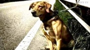 ГРУСТНАЯ ИСТОРИЯ О СОБАКЕ 🐶