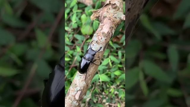 beetle🪲🪲 смотреть онлайн