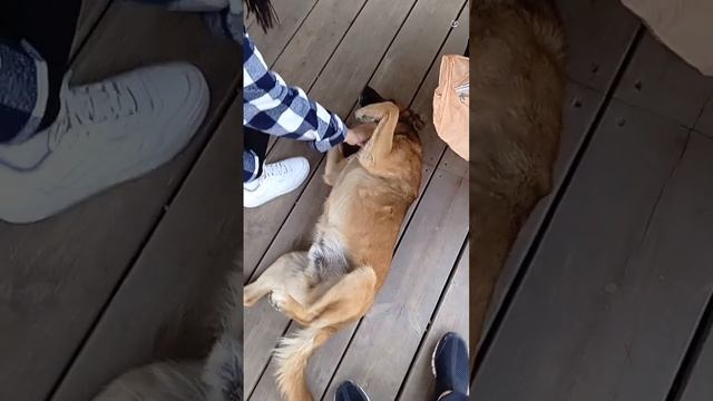 Пес 🐕 балдеет #кудаприводятмечты #геленджик #море #шашлык #юмор #travel смотреть онлайн