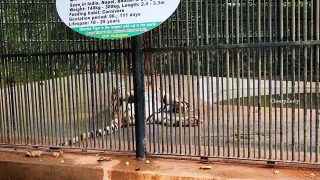 Trivandrum Zoo | Zoological Park, Thiruvananthapuram 2023 | Hippopotamus, Bengal Tiger, Anaconda смотреть онлайн