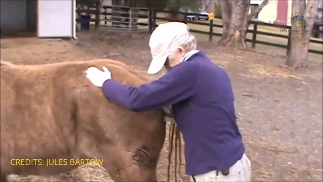 EQUINE RECTAL EXAM