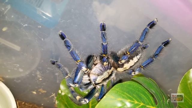 Poecilotheria metallica "Gooty ornamental" Notes смотреть онлайн