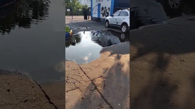 Москва. Жара. Птички купаются в луже смотреть онлайн