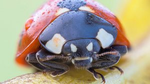 Самые интересные факты про Божьих Коровок