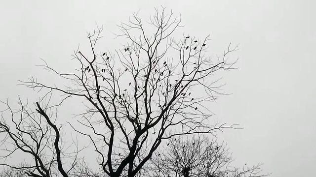 Ворон звук смотреть онлайн