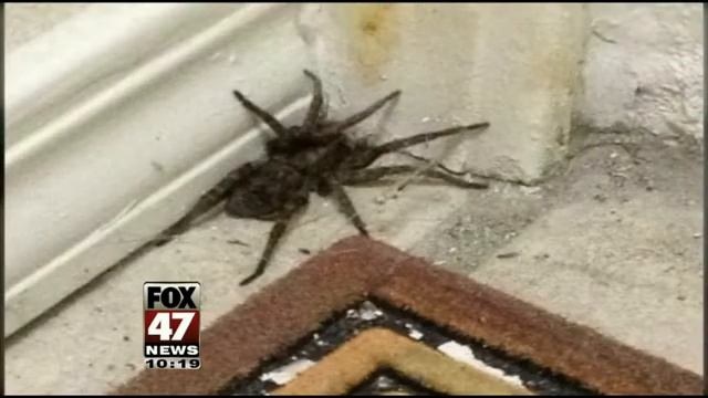 Study: One Therapy Session to Overcome Fear of Spiders смотреть онлайн