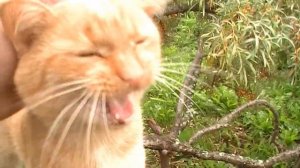 Кот постоянно орёт