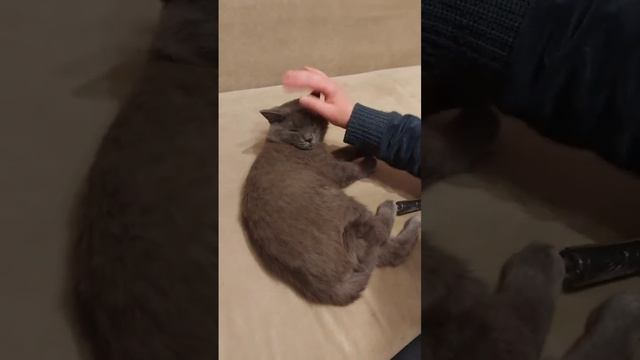 Michiko.ru | Кошка Плюш ищет дом. Отдаем бесплатно. Коты в дар в добрые руки. смотреть онлайн