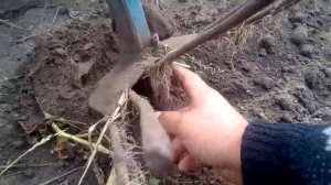 веерная картофелекопалка своими руками в деле