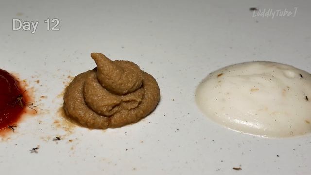 14 Day Time Lapse: Ketchup, Mustard & Caesar Sauces ⏲