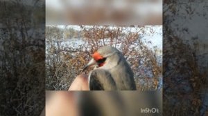 Ловля щеглов. На орнитологическую сеть.