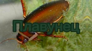 Лунтик и его друзья и насекомые