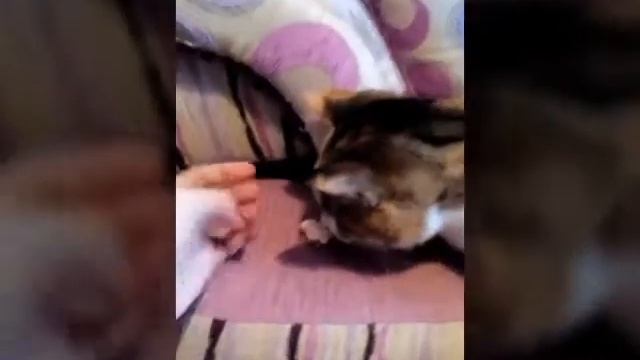Люся не ест поп-корн!/Кошка не ест попкорн!/Люся-Life!/Channel Lusy Life! смотреть онлайн