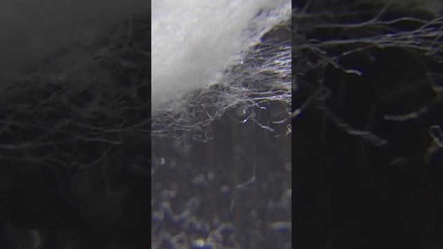 macro photography. cotton wool смотреть онлайн