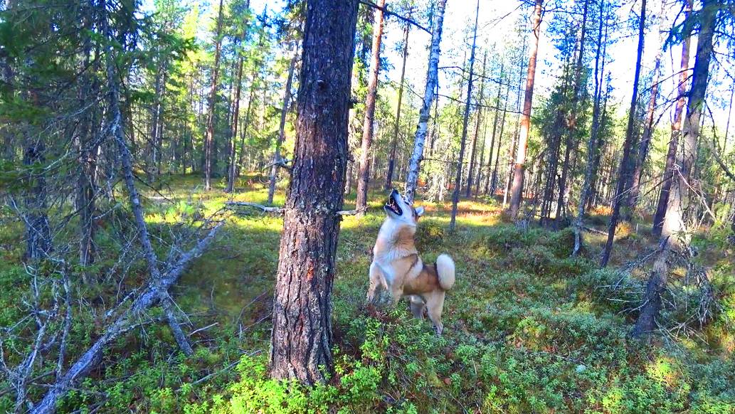 Трудный поиск глухаря. два слова про ночёвку у костра. 9 серия смотреть онлайн