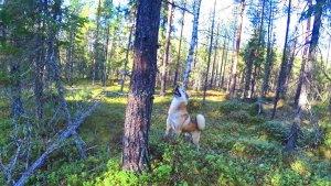 Трудный поиск глухаря. два слова про ночёвку у костра. 9 серия