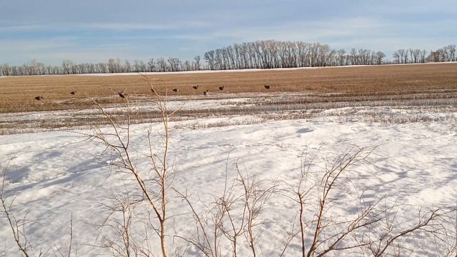 ОХОТА НА ГУСЯ ВЕСНА охота в охотхозяйстве ООО Арсенал Алтайский край #ru_kompass #охотанагуся