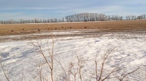 ОХОТА НА ГУСЯ ВЕСНА охота в охотхозяйстве ООО Арсенал Алтайский край #ru_kompass #охотанагуся