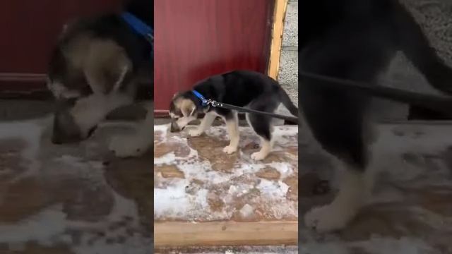 Наши щенки учатся гулять на поводке. смотреть онлайн