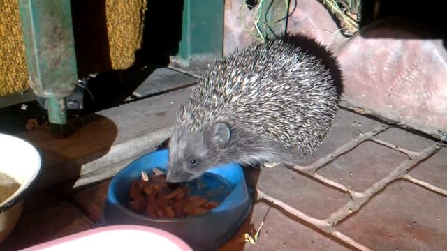 Ёжик кушает кашачую еду из миски... смотреть онлайн