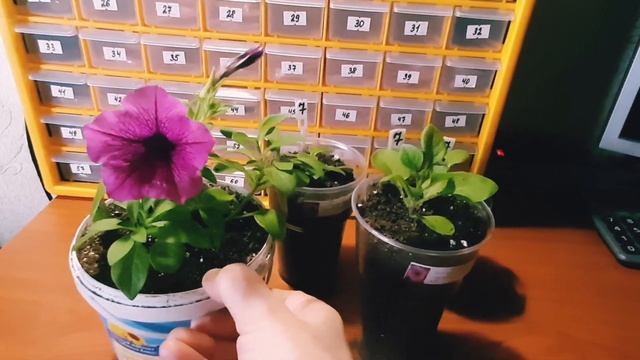 АМПЕЛЬНАЯ ПЕТУНИЯ ИЗИ ВЭЙВ РОУЗ ФЬЮЖН