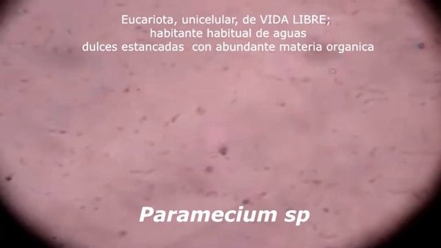 PARAMECIUM (al microscopio) en fresco | Pura Ciencia смотреть онлайн