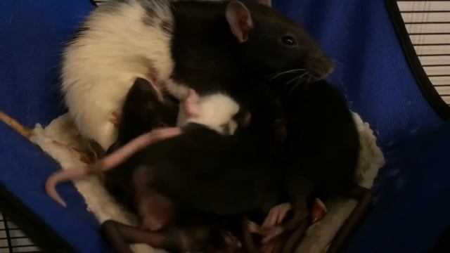 Крысятам 24 дня!!! смотреть онлайн