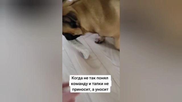 Французский бульдог смотреть онлайн