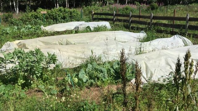 🌶 Огород позор, но совет про капусту смотреть онлайн