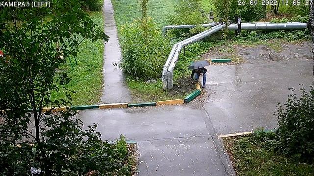 Искатель закладок - пахарь. Чайка 26.09.2022