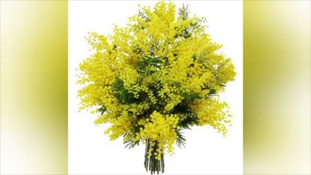 Mimoza