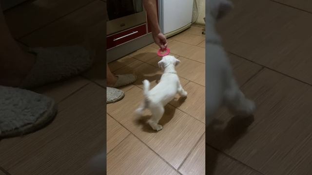 Щенки цвергшнауцера смотреть онлайн