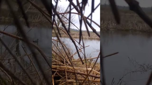 охота на селезня весной. селезень серой утки.подманивание.