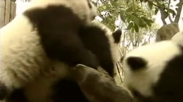 Chengdu Panda Base to Help Increase Genetic Diversity смотреть онлайн