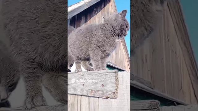 Провожули...