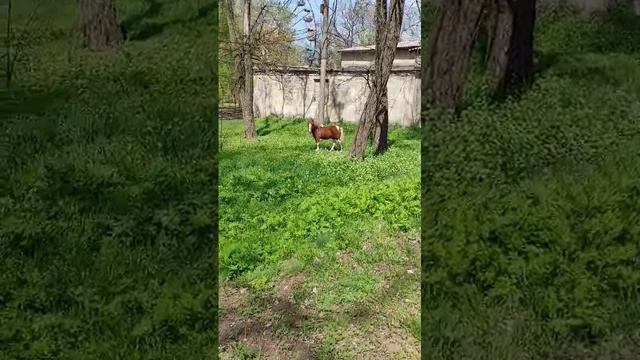 Мы нашли Жорика🦋 смотреть онлайн
