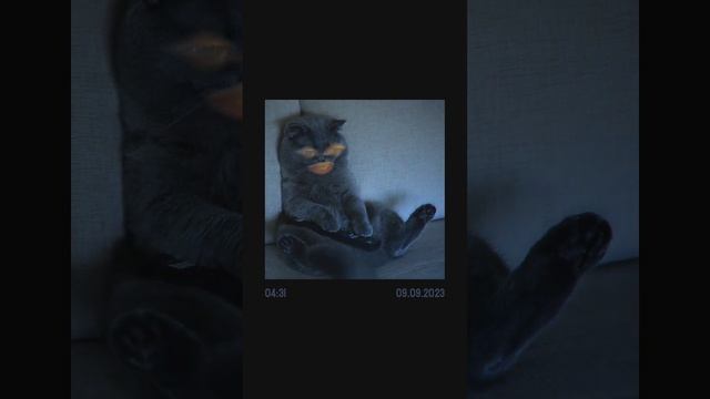 CAT VS. TAIL WHO WILL PREVAIL? W KITTY GALORE #k #funny #comedy #sketchcomedy #pop смотреть онлайн