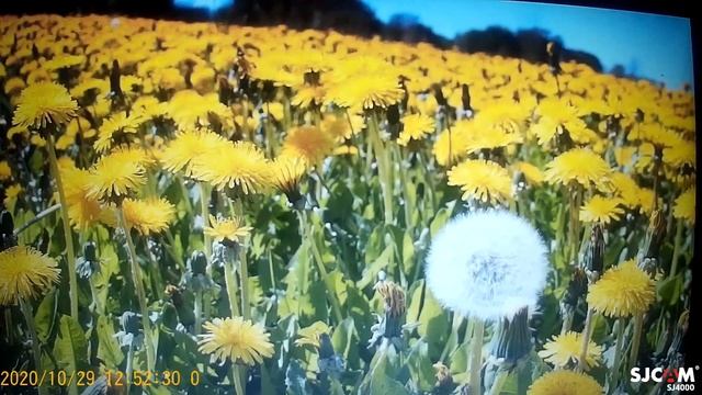 РозШпат и её беляши. Параллель между Неправдивой Ольгой и Козы в городе смотреть онлайн