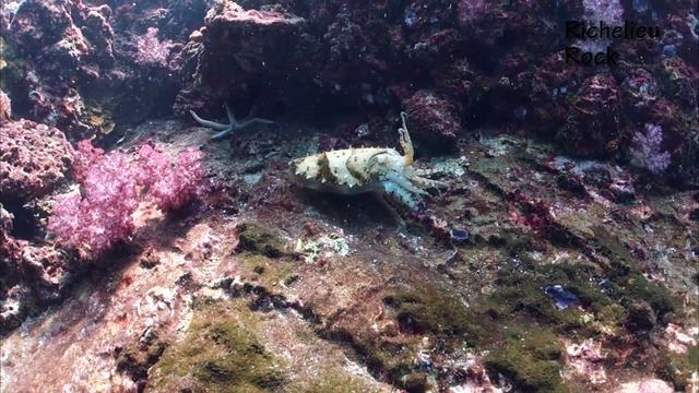 시밀란 투어 영상_with White manta смотреть онлайн