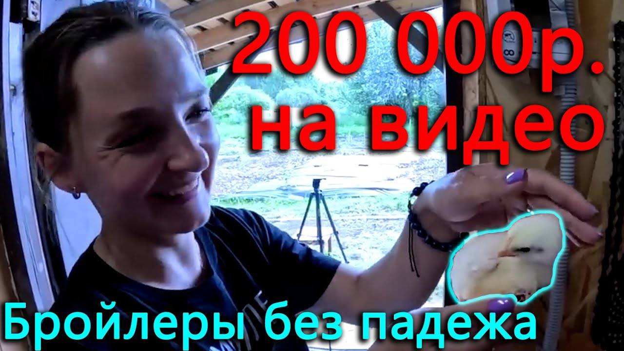 Падежа бройлеров нет ВООБЩЕ. 200 000р. потратили, чтобы снимать видео для вас! Приятного просмотра!) смотреть онлайн